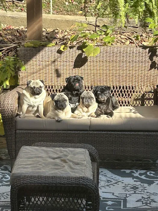 Cornerstone Animal Hospital Picture 1