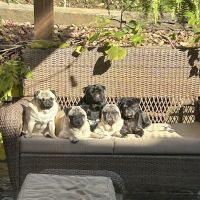 Cornerstone Animal Hospital ico