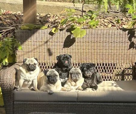 Cornerstone Animal Hospital