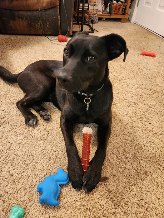 Cornerstone Animal Hospital Picture 2