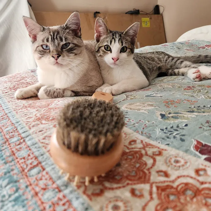 Cornerstone Animal Hospital Picture 8