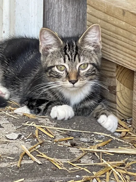 Cornerstone Animal Hospital Picture 6