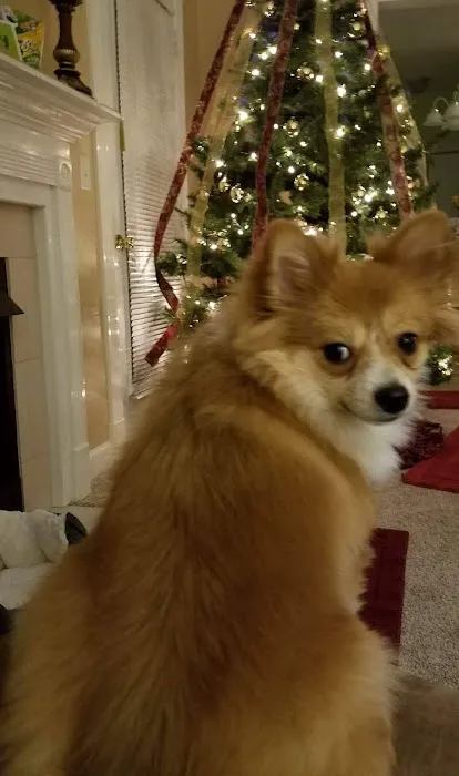 Cornerstone Animal Hospital Picture 7