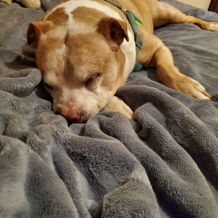 Cornerstone Animal Hospital Picture 5