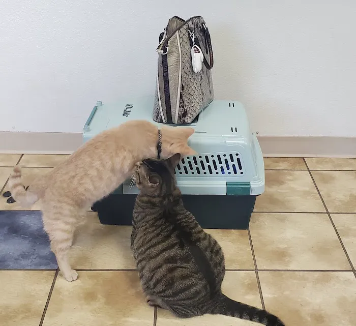 Cornerstone Animal Hospital Picture 9