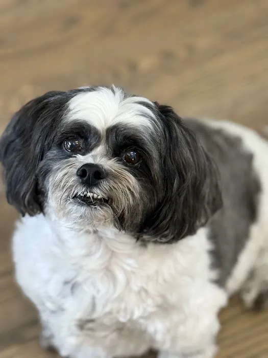 Cornerstone Animal Hospital Picture 10