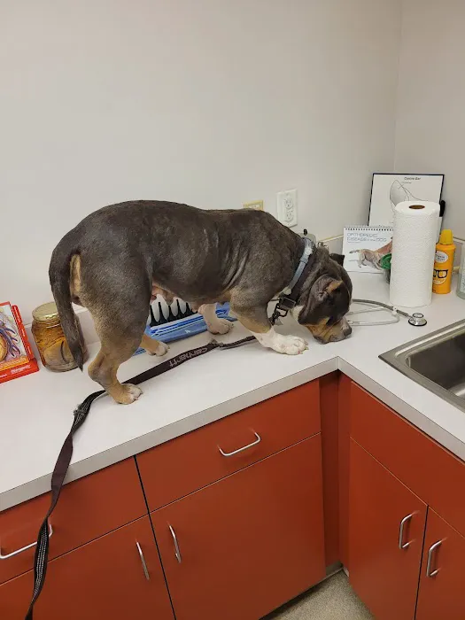 All Animals Veterinary Hospital Picture 3