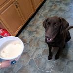 All Animals Veterinary Hospital