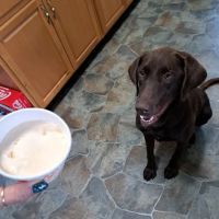 All Animals Veterinary Hospital ico