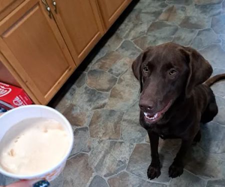 All Animals Veterinary Hospital