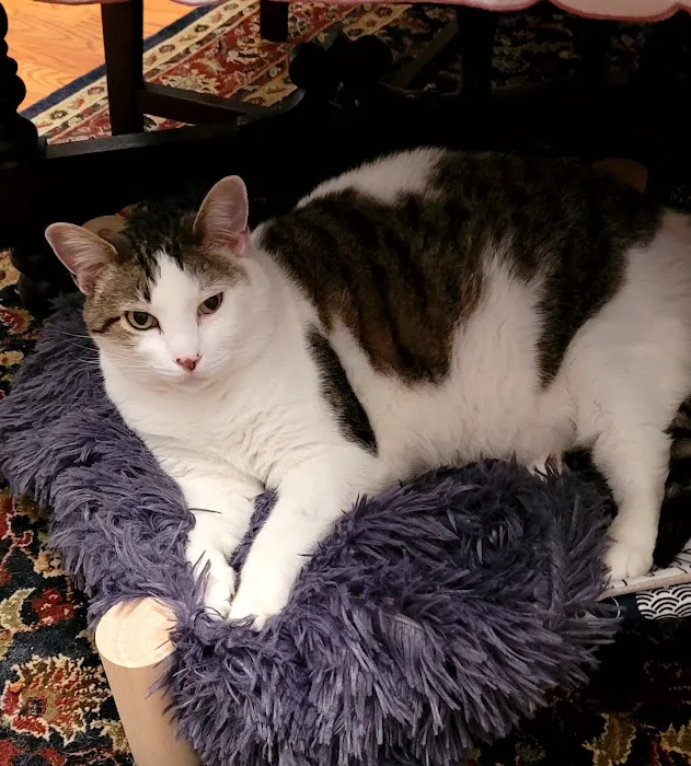 All Animals Veterinary Hospital Picture 6