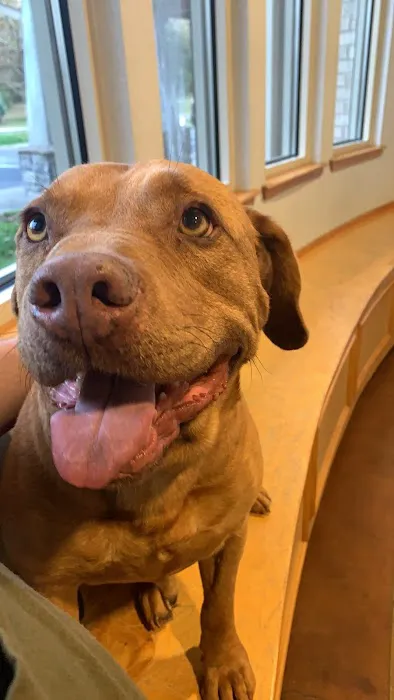 All Animals Veterinary Hospital Picture 4