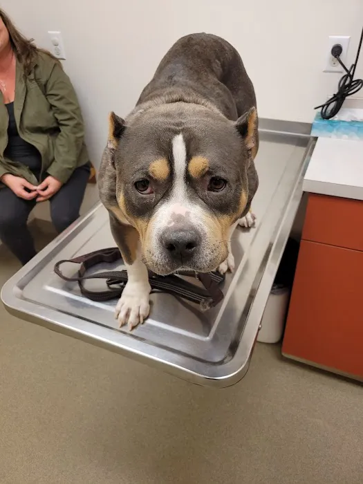 All Animals Veterinary Hospital Picture 7