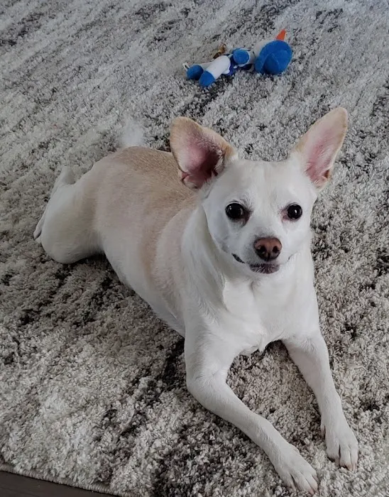 All Animals Veterinary Hospital Picture 10