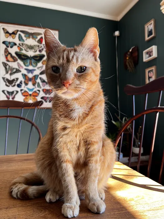 Dickson Veterinary Clinic Picture 1