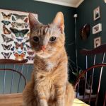 Dickson Veterinary Clinic