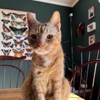 Dickson Veterinary Clinic ico