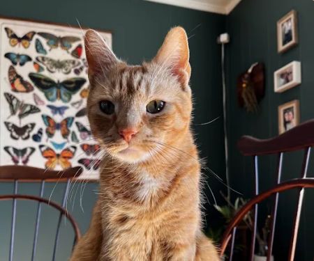 Dickson Veterinary Clinic