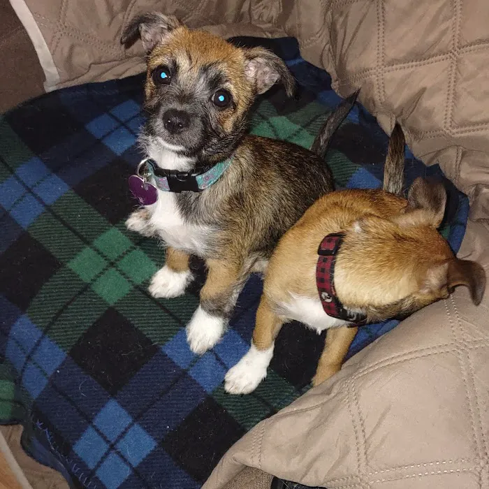 Dickson Veterinary Clinic Picture 2