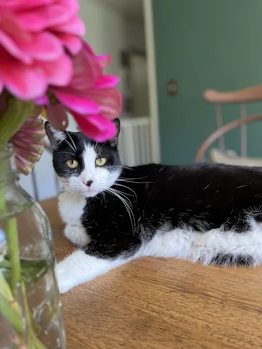 Dickson Veterinary Clinic Picture 5