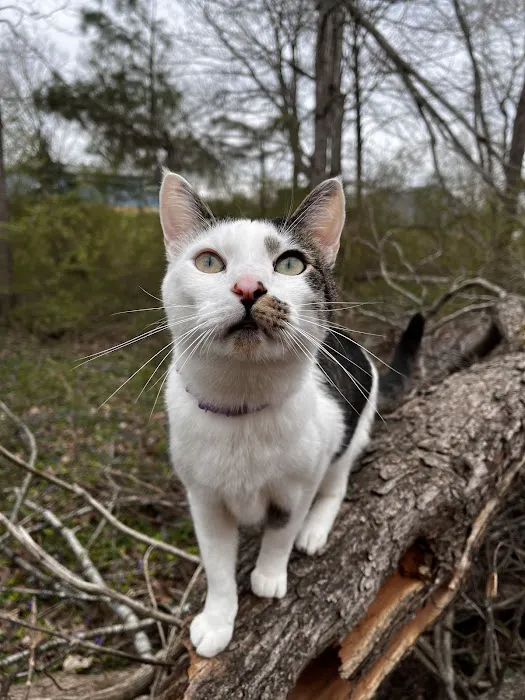 Dickson Veterinary Clinic Picture 4