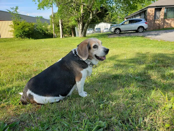 Dickson Veterinary Clinic Picture 8