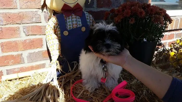 Tiny Town Animal Clinic: Burchett James T DVM Picture 1