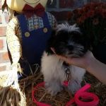 Tiny Town Animal Clinic: Burchett James T DVM