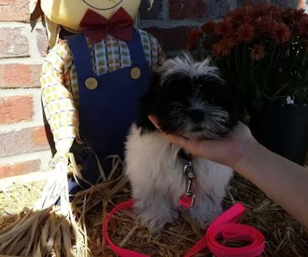 Tiny Town Animal Clinic: Burchett James T DVM