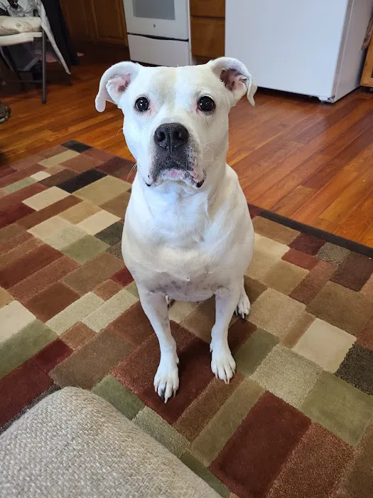 Tiny Town Animal Clinic Picture 2