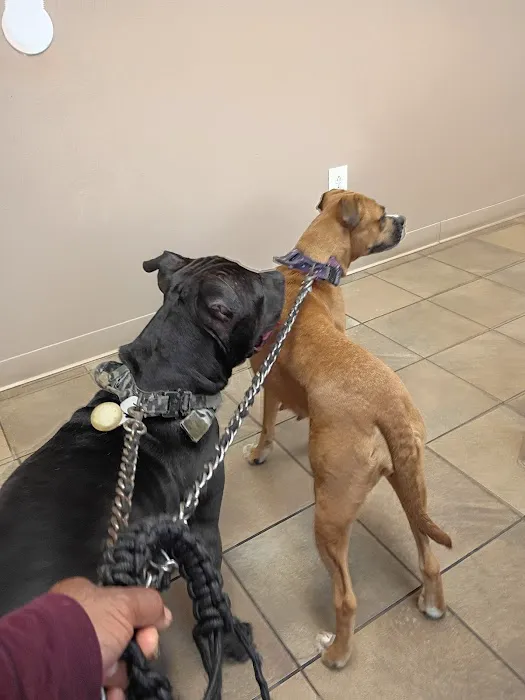 Tiny Town Animal Clinic Picture 4