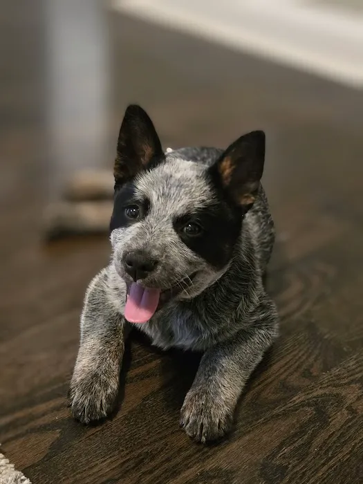 Tiny Town Animal Clinic Picture 5