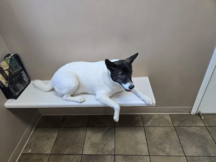 Tiny Town Animal Clinic Picture 9