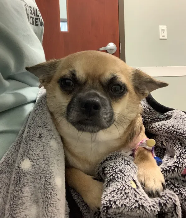 Clarksville Veterinary Emergency & Specialty Picture 3