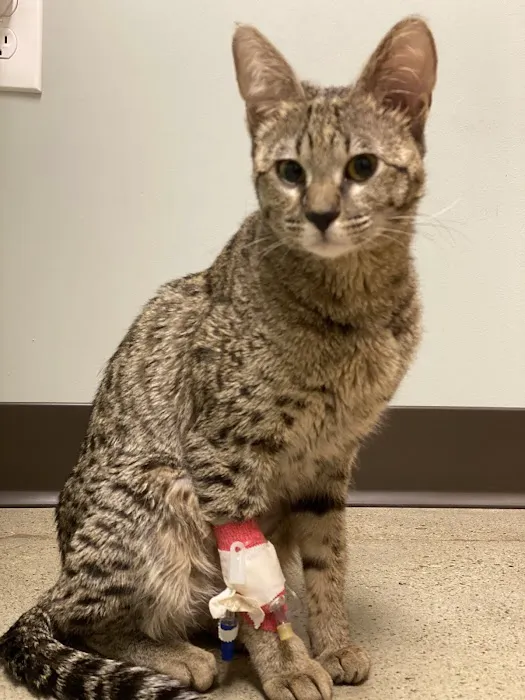 Clarksville Veterinary Emergency & Specialty Picture 6