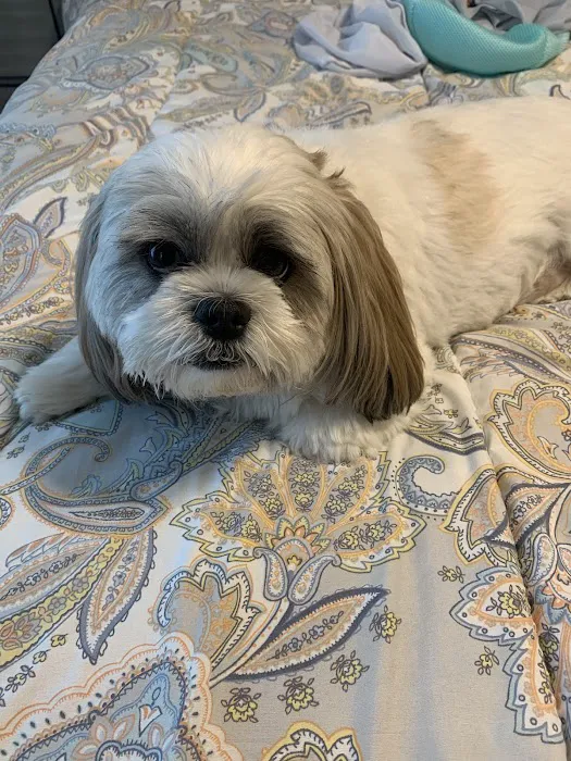 Clarksville Veterinary Emergency & Specialty Picture 7