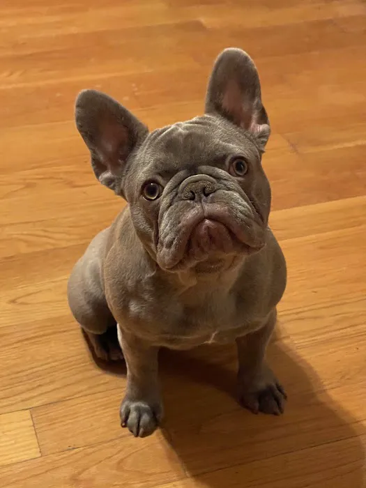 Clarksville Veterinary Emergency & Specialty Picture 4