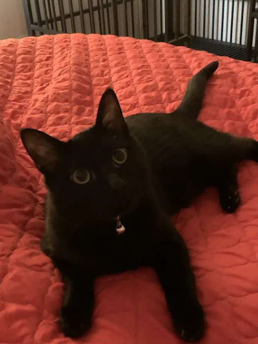 Clarksville Veterinary Emergency & Specialty Picture 5