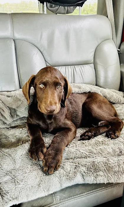 Clarksville Veterinary Emergency & Specialty Picture 9