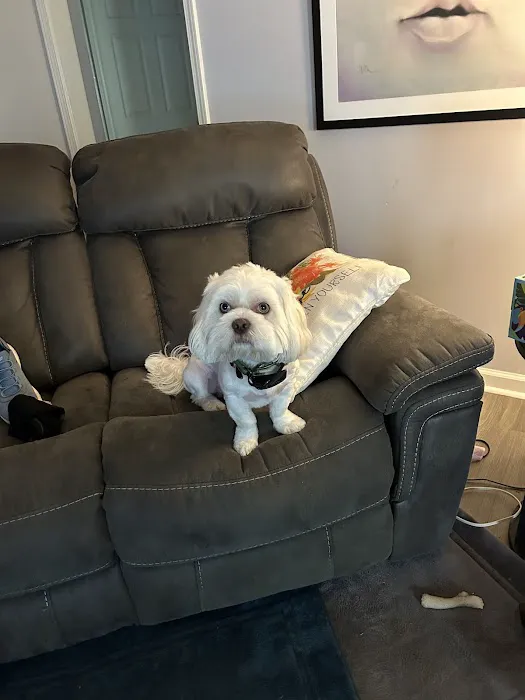 Clarksville Veterinary Emergency & Specialty Picture 8