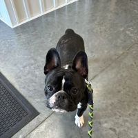 Hopkinsville Animal Clinic ico