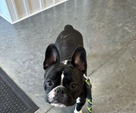 Hopkinsville Animal Clinic