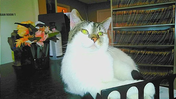 Skyline Animal Clinic Picture 1