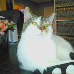 Skyline Animal Clinic