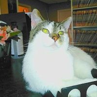 Skyline Animal Clinic ico