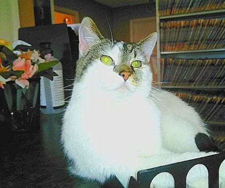 Skyline Animal Clinic