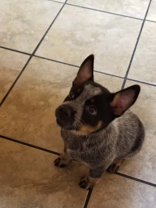 Skyline Animal Clinic Picture 3