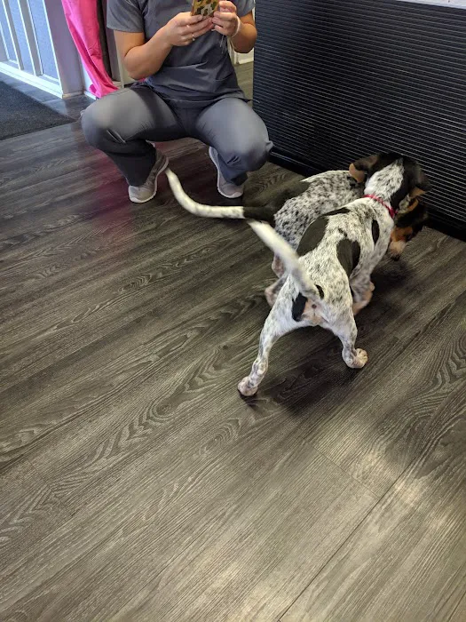 Mansfield Animal Hospital Picture 6