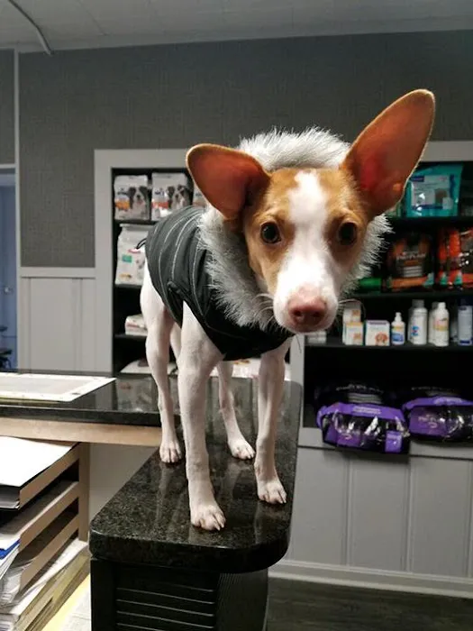 Mansfield Animal Hospital Picture 7