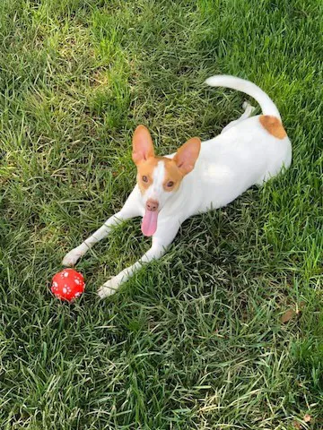 Mansfield Animal Hospital Picture 9